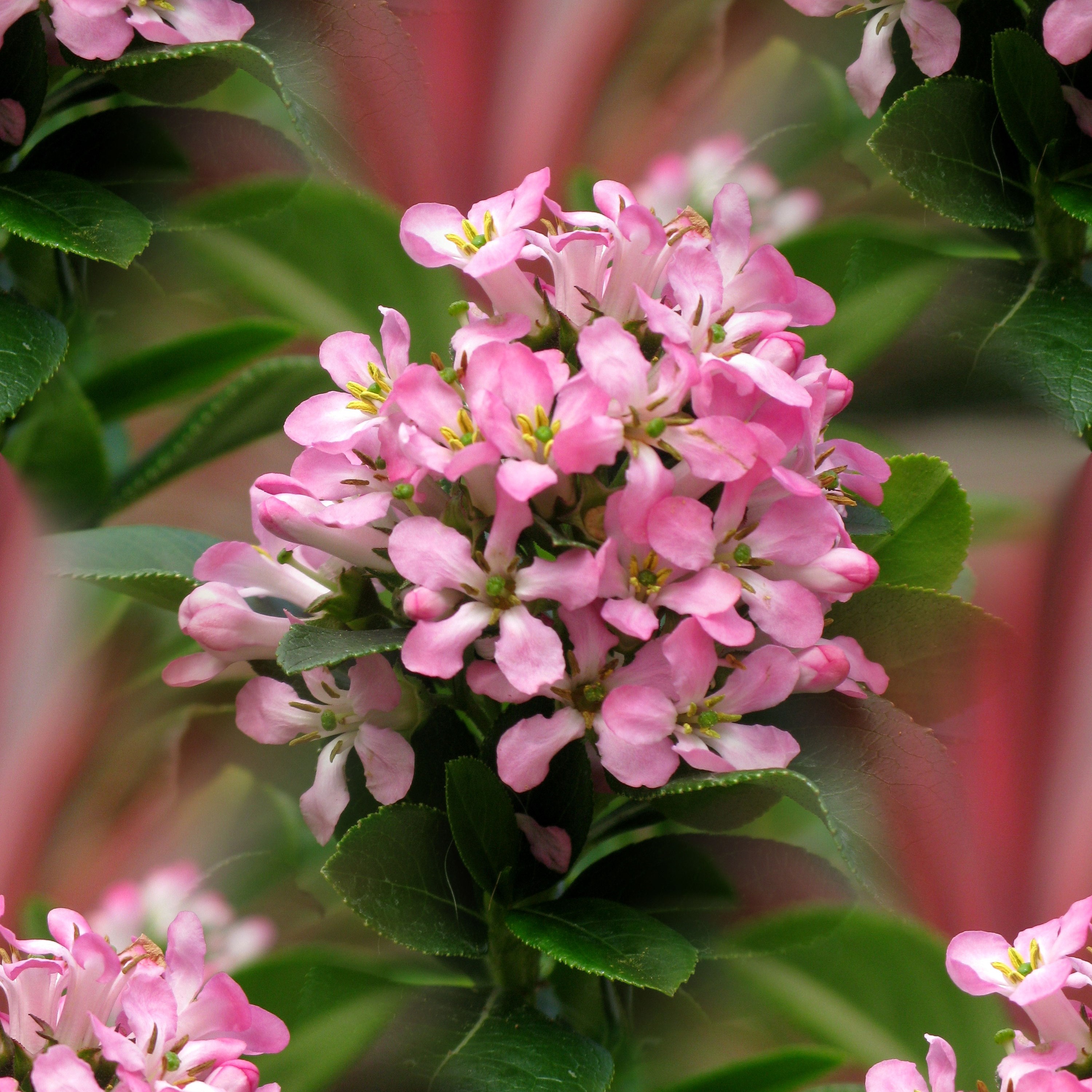 <i>Escallonia laevis</i> <b class=small-caps>Pink Elle</b> ('Lades') (PBR)