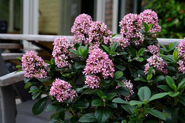 <i>Escallonia laevis</i> <b class=small-caps>Pink Elle</b> ('Lades') (PBR)