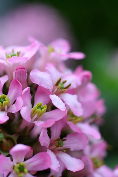 <i>Escallonia laevis</i> <b class=small-caps>Pink Elle</b> ('Lades') (PBR)