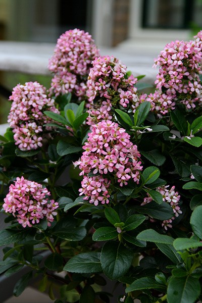 <i>Escallonia laevis</i> <b class=small-caps>Pink Elle</b> ('Lades') (PBR)