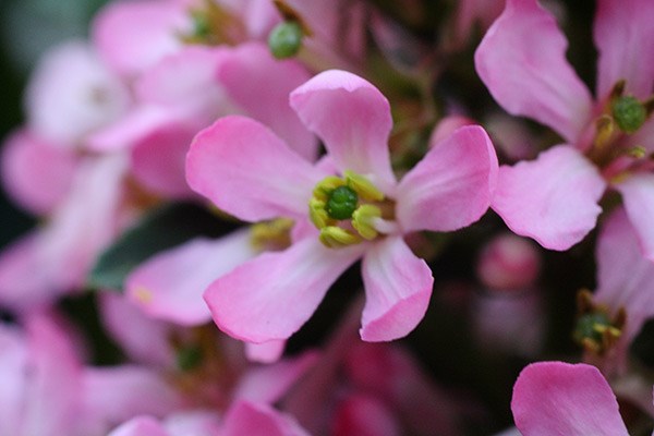 <i>Escallonia laevis</i> <b class=small-caps>Pink Elle</b> ('Lades') (PBR)