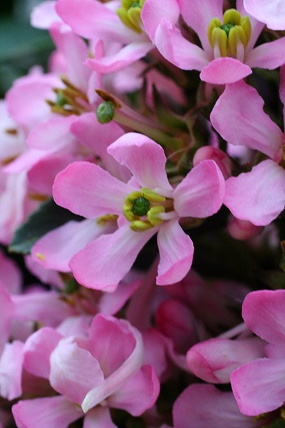 <i>Escallonia laevis</i> <b class=small-caps>Pink Elle</b> ('Lades') (PBR)