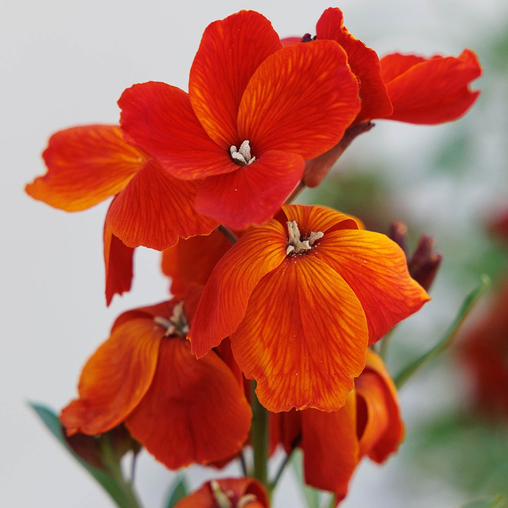 <i>Erysimum cheiri</i> 'Fire King'