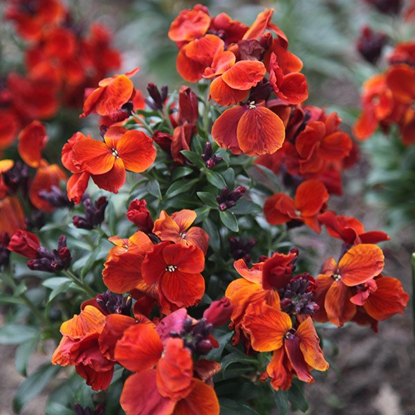 <i>Erysimum cheiri</i> 'Fire King'