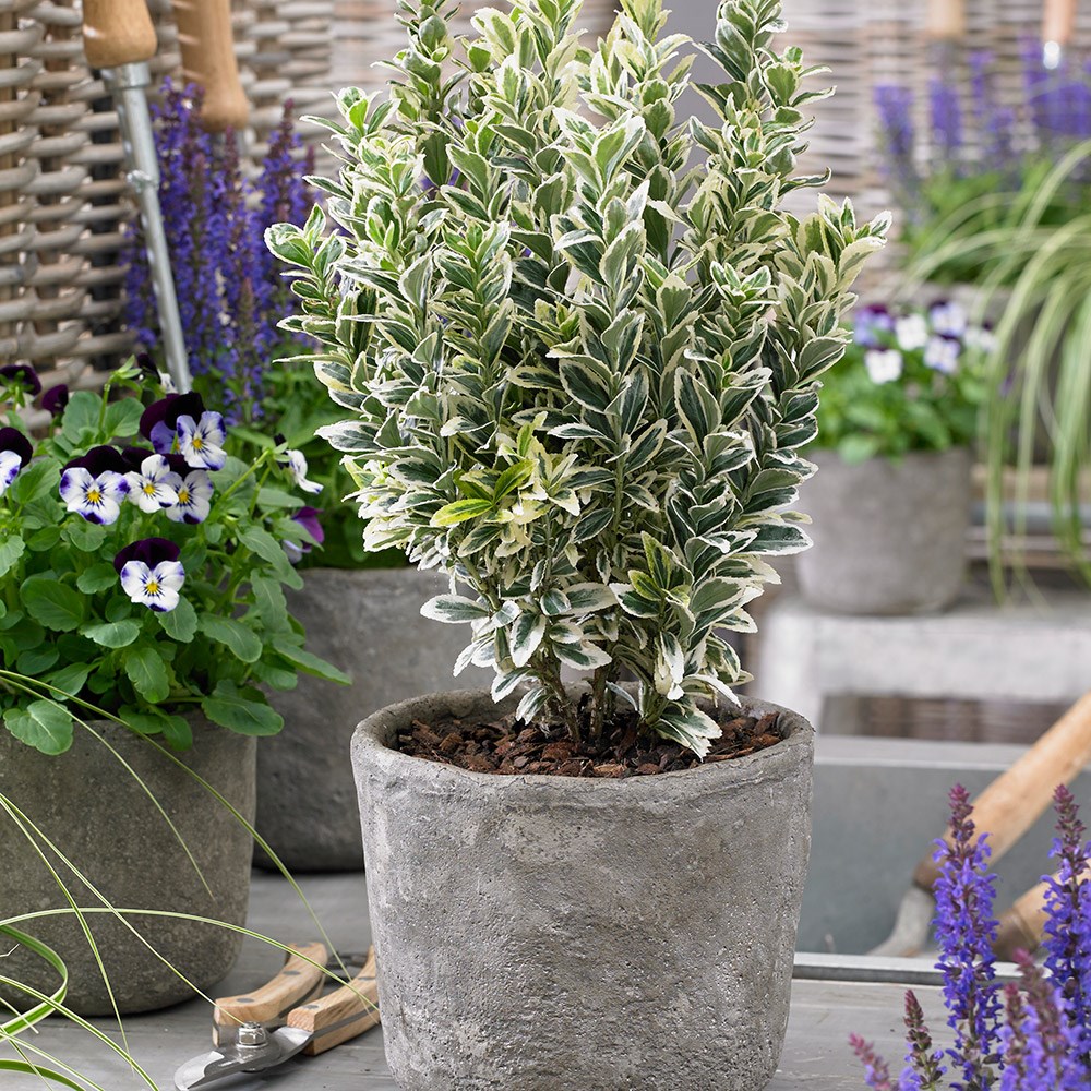 <i>Euonymus japonicus</i> 'White Spire' (PBR)