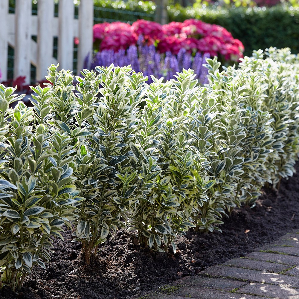 <i>Euonymus japonicus</i> 'White Spire' (PBR)