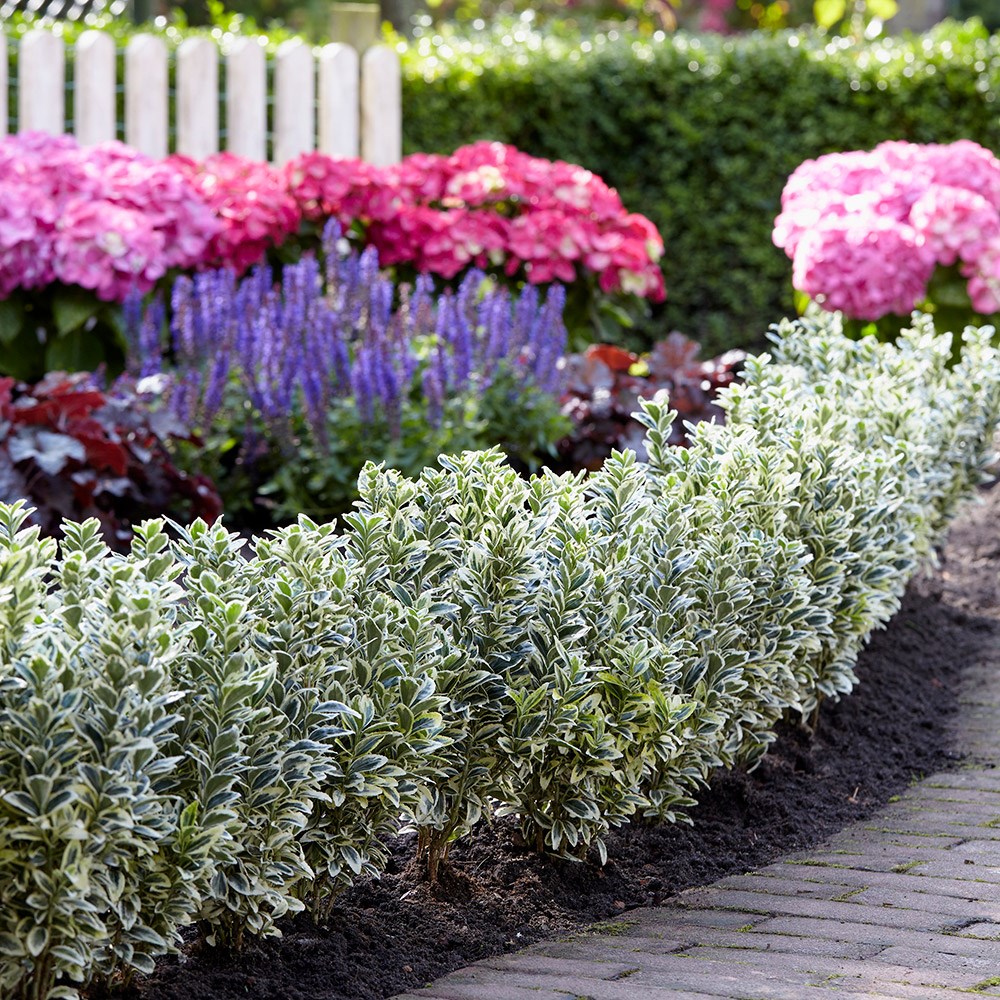 <i>Euonymus japonicus</i> 'White Spire' (PBR)