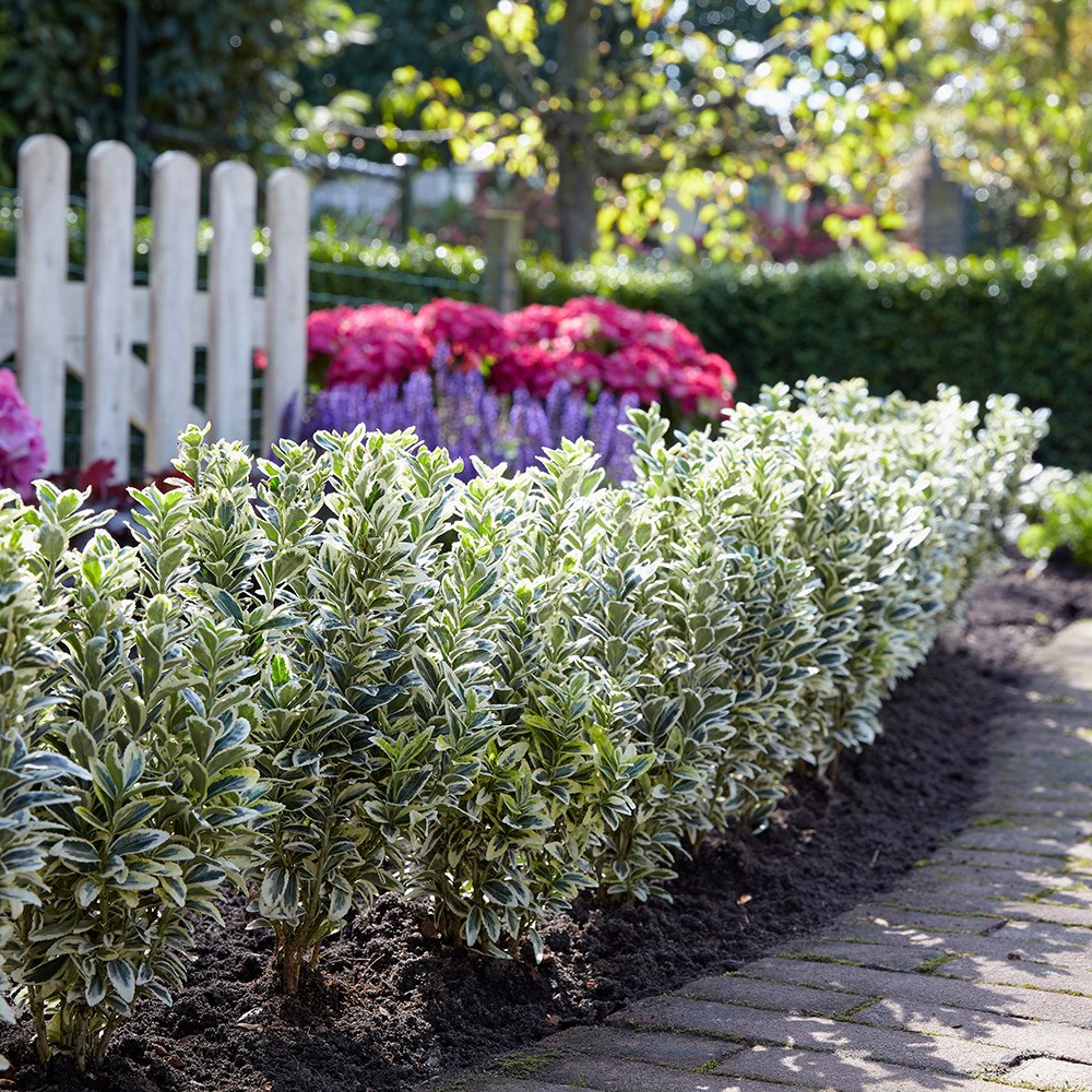 <i>Euonymus japonicus</i> 'White Spire' (PBR)