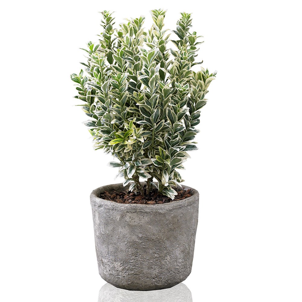 <i>Euonymus japonicus</i> 'White Spire' (PBR)