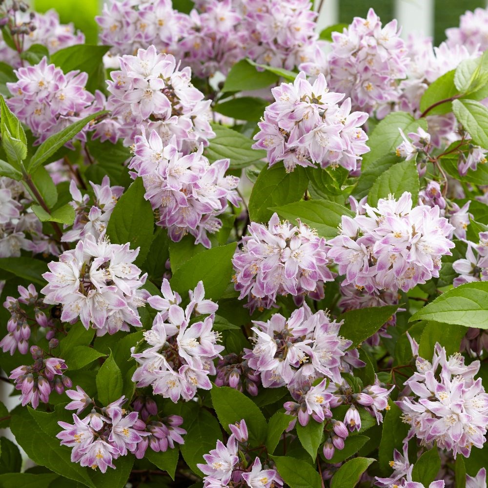 <i>Deutzia</i> <b class=small-caps>Raspberry Sundae</b> ('Low 18') (PBR)
