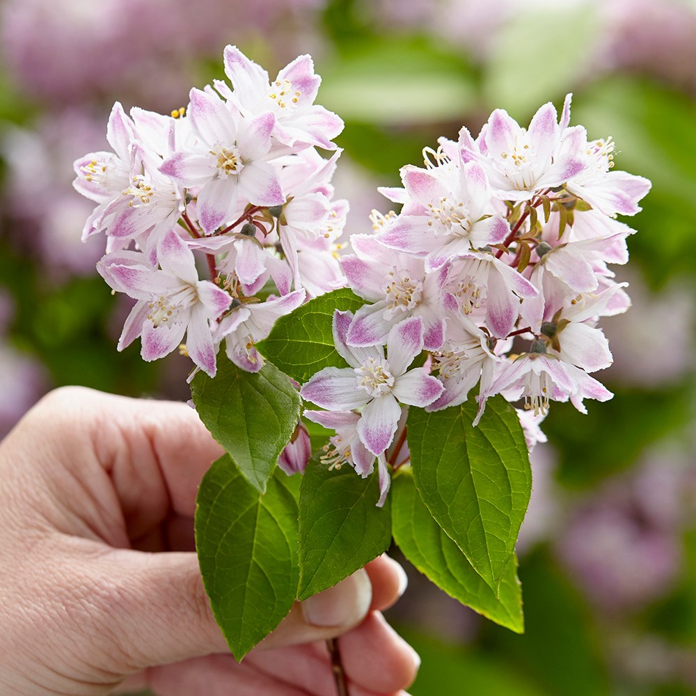 <i>Deutzia</i> <b class=small-caps>Raspberry Sundae</b> ('Low 18') (PBR)