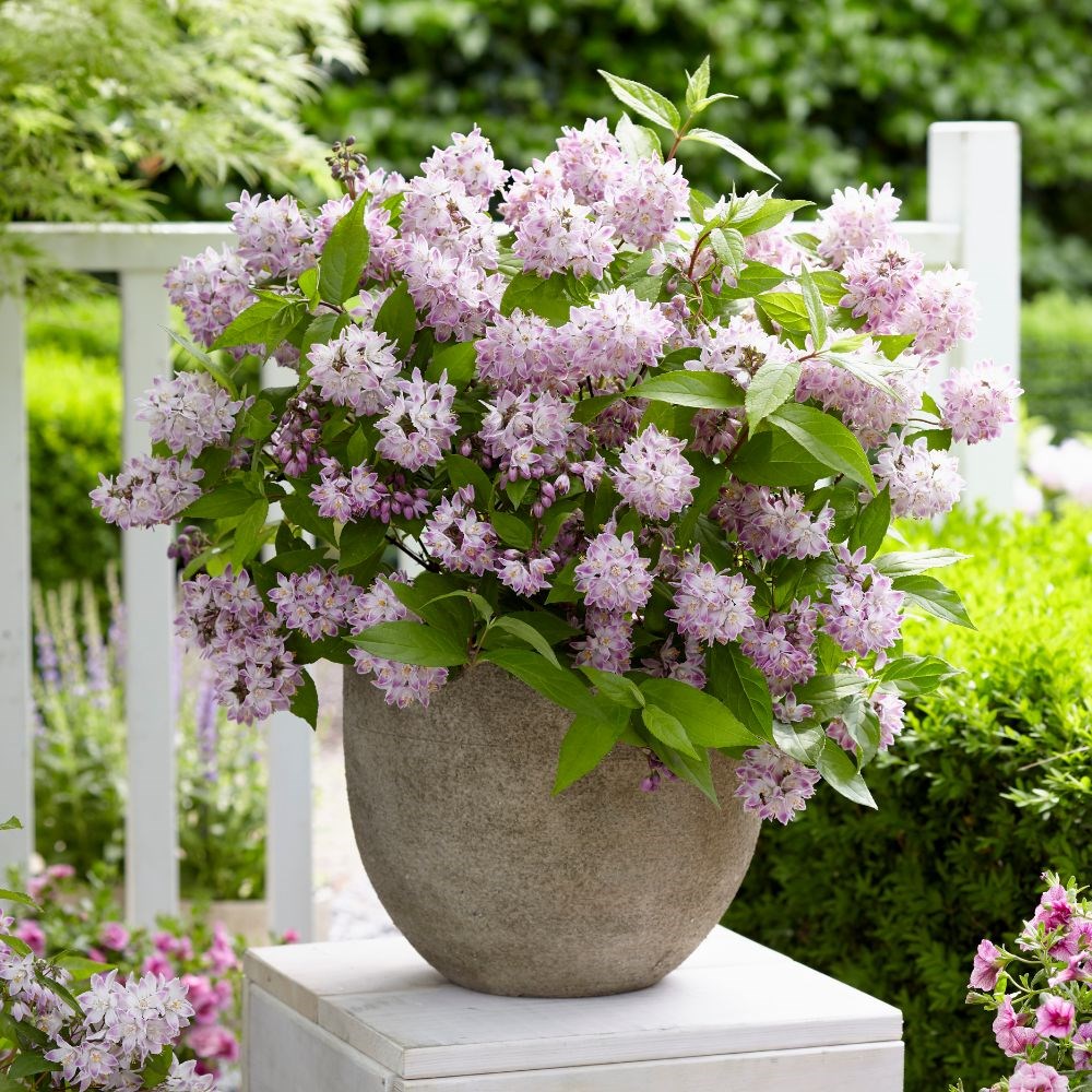 <i>Deutzia</i> <b class=small-caps>Raspberry Sundae</b> ('Low 18') (PBR)
