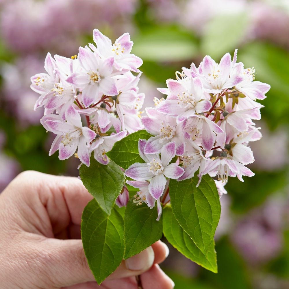 <i>Deutzia</i> <b class=small-caps>Raspberry Sundae</b> ('Low 18') (PBR)