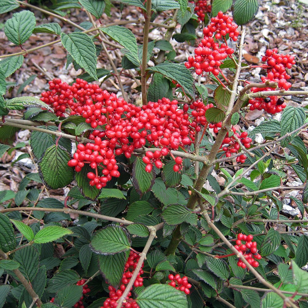 <i>Viburnum plicatum</i> f. <i>tomentosum</i> <b class=small-caps>Kilimanjaro</b> ('Jww1') (PBR)