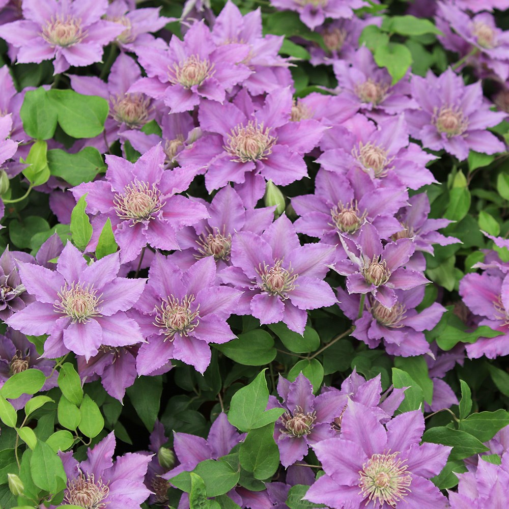 <i>Clematis</i> <b class=small-caps>Bijou</b> ('Evipo030') (PBR) (Tudor Patio Series)