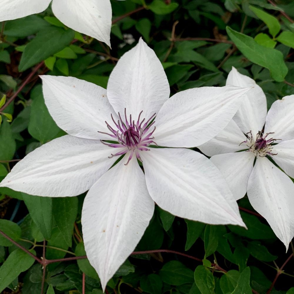 <i>Clematis</i> <b class=small-caps>Tsukiko</b> ('Evipo110') (PBR) (Garland Series)