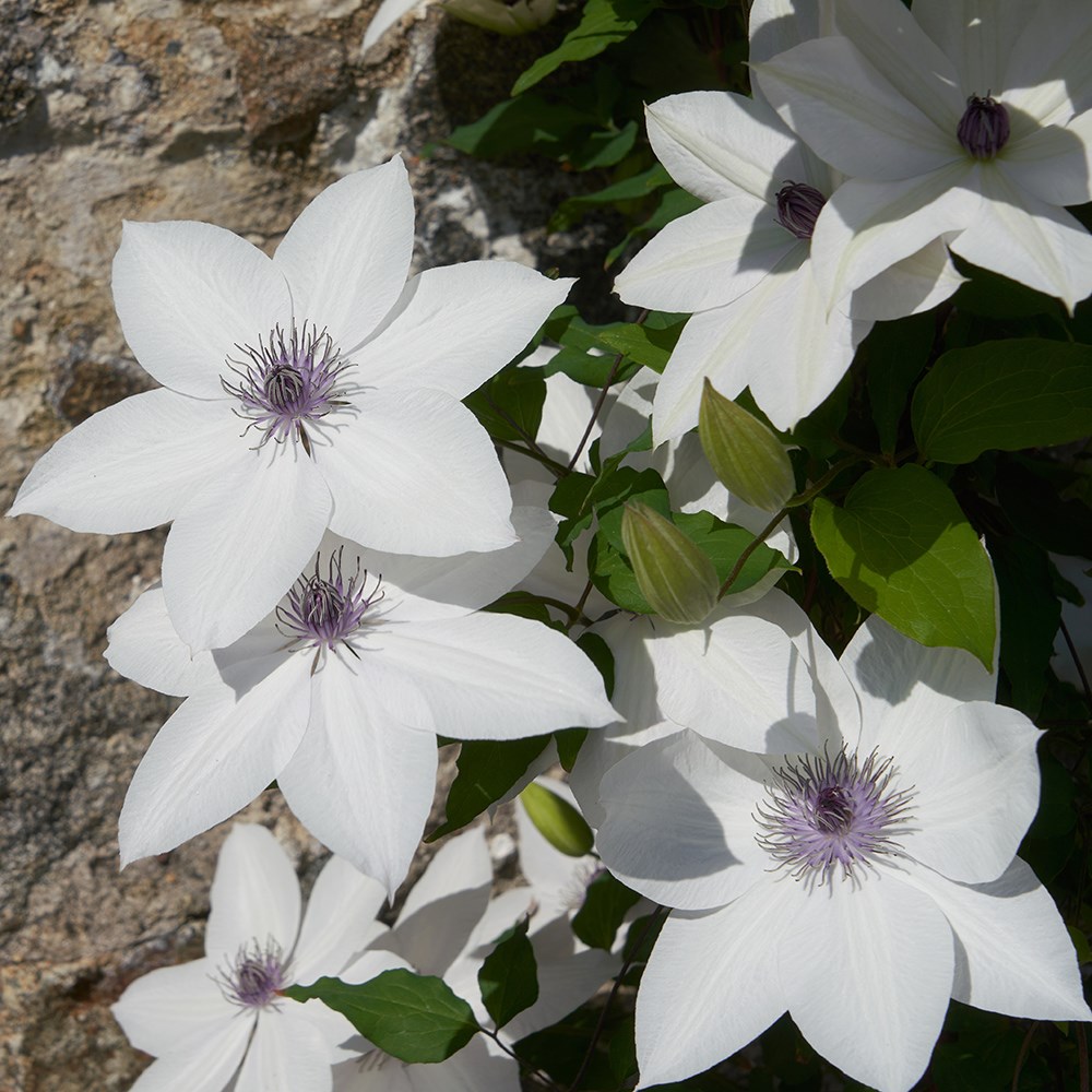 <i>Clematis</i> <b class=small-caps>Tsukiko</b> ('Evipo110') (PBR) (Garland Series)