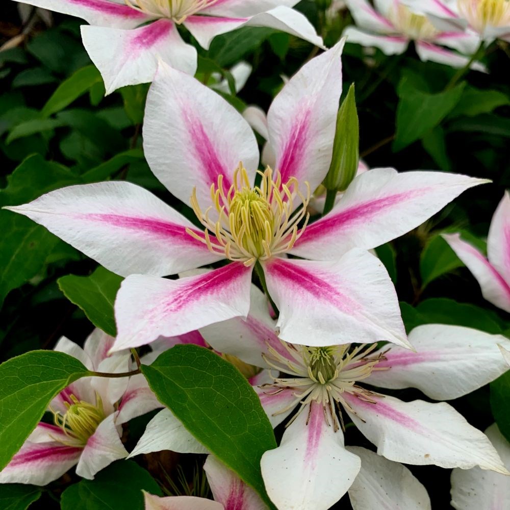 <i>Clematis</i> 'Andromeda'