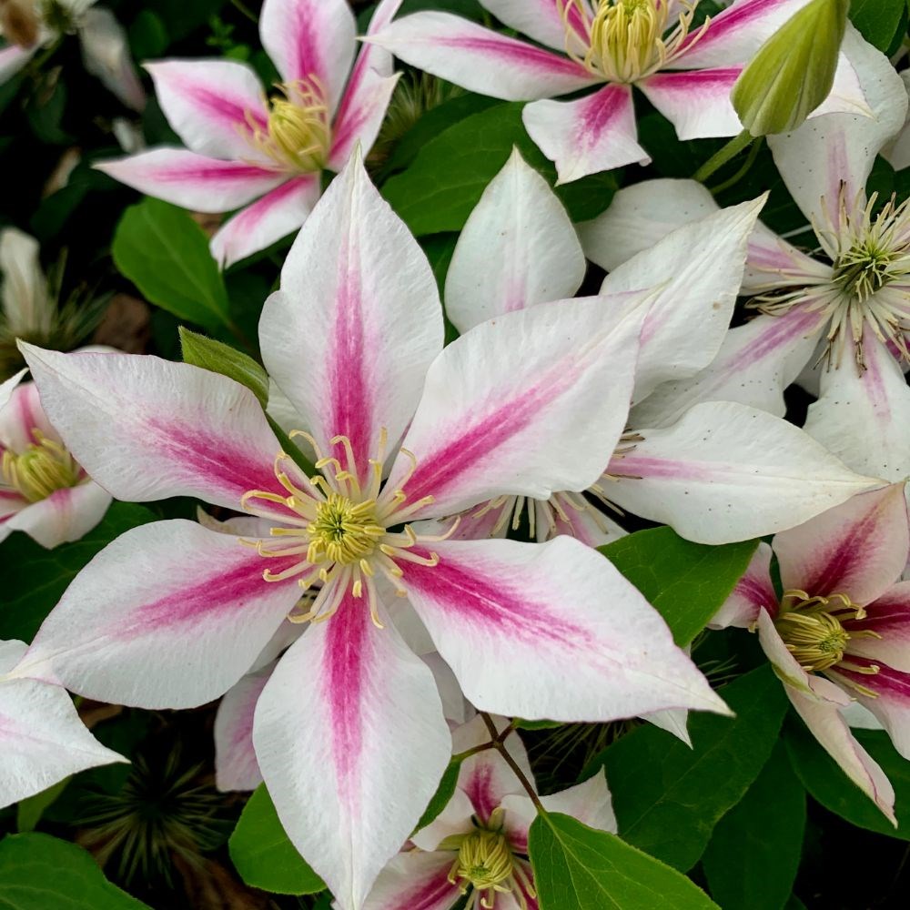 <i>Clematis</i> 'Andromeda'