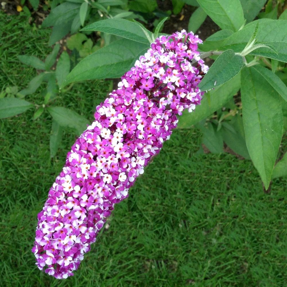 <i>Buddleja</i> <b class=small-caps>Berries and Cream</b> ('Pmoore14') (PBR)