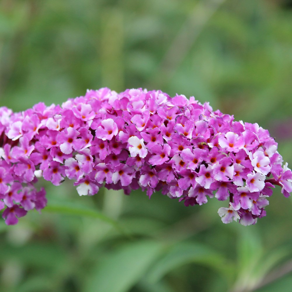 <i>Buddleja</i> <b class=small-caps>Berries and Cream</b> ('Pmoore14') (PBR)