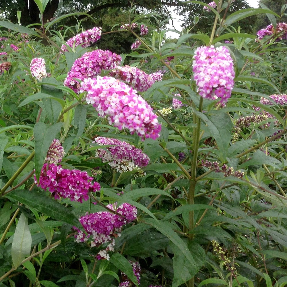 <i>Buddleja</i> <b class=small-caps>Berries and Cream</b> ('Pmoore14') (PBR)