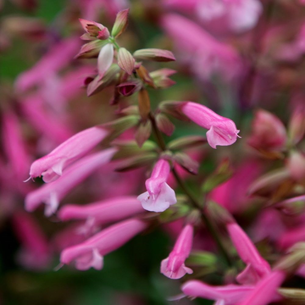 <i>Salvia</i> 'Kisses and Wishes' (PBR)