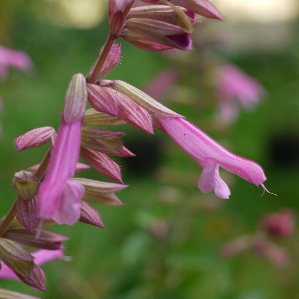<i>Salvia</i> 'Kisses and Wishes' (PBR)