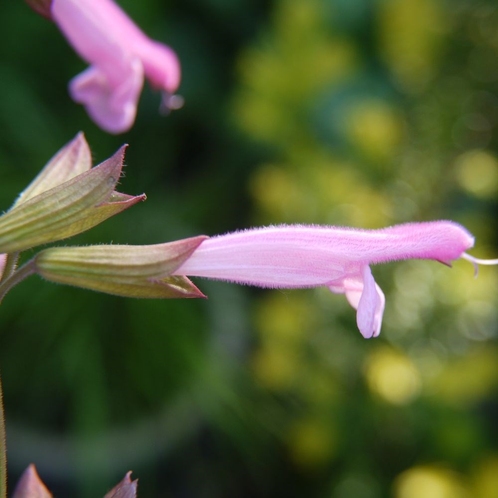 <i>Salvia</i> 'Kisses and Wishes' (PBR)