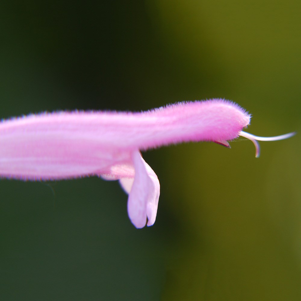 <i>Salvia</i> 'Kisses and Wishes' (PBR)