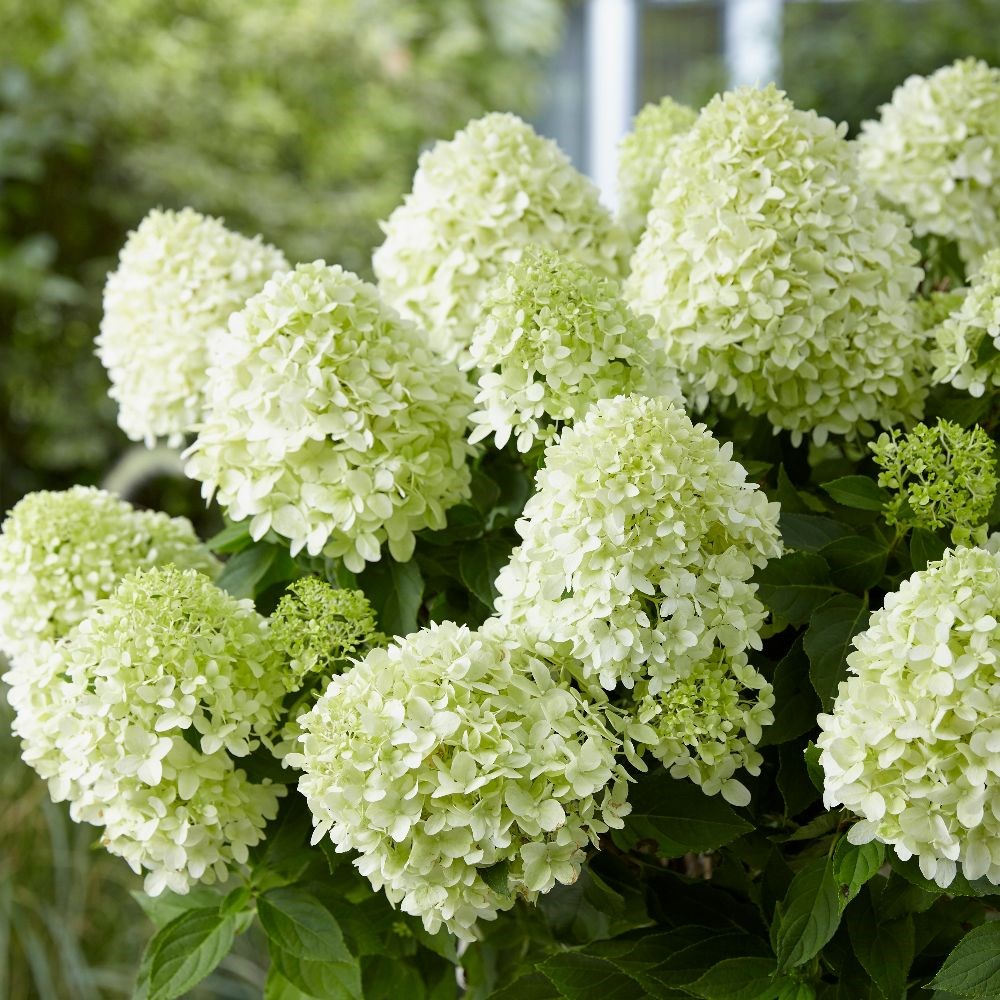 <i>Hydrangea paniculata</i> <b class=small-caps>Little Spooky</b> ('GRHP08') (PBR)