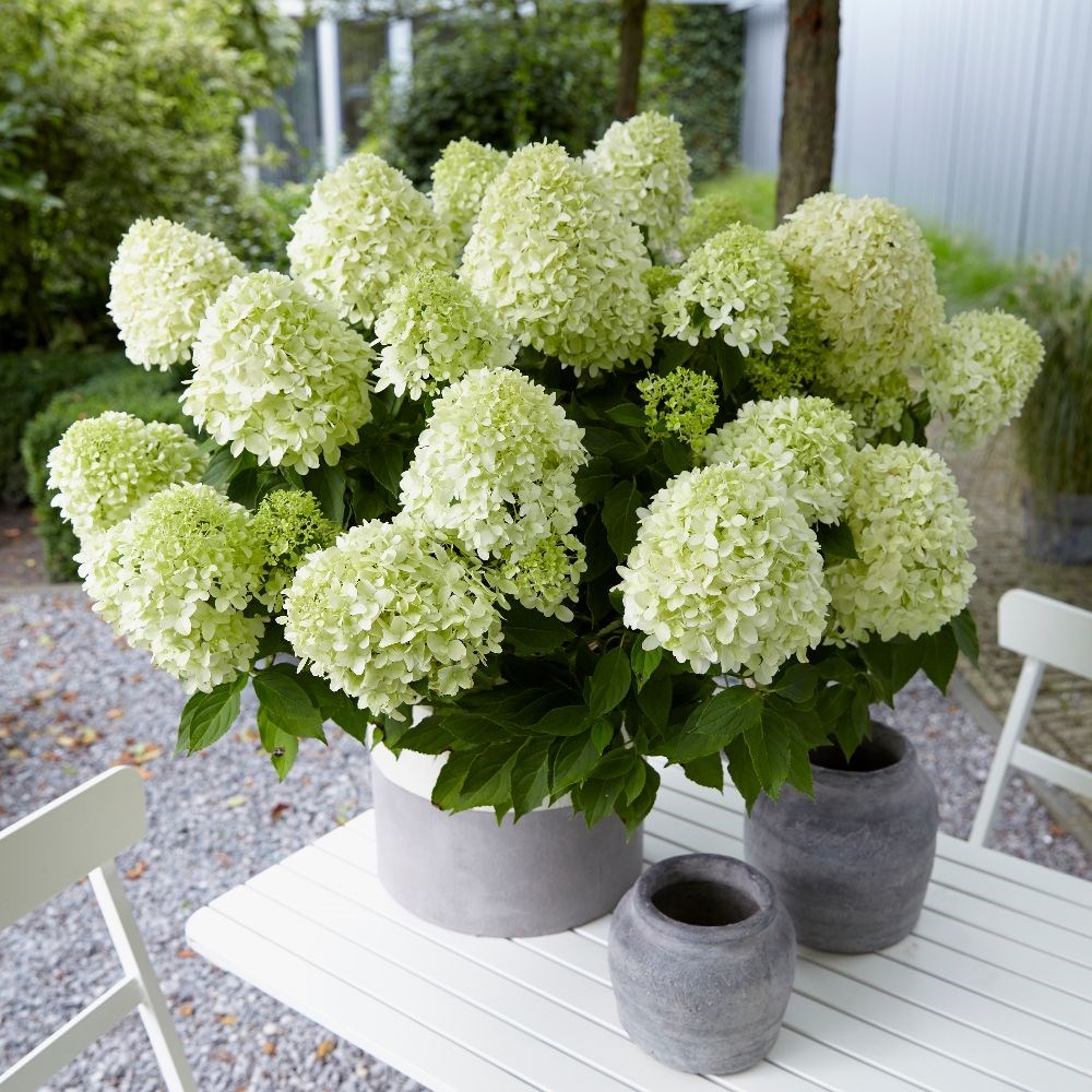 <i>Hydrangea paniculata</i> <b class=small-caps>Little Spooky</b> ('GRHP08') (PBR)