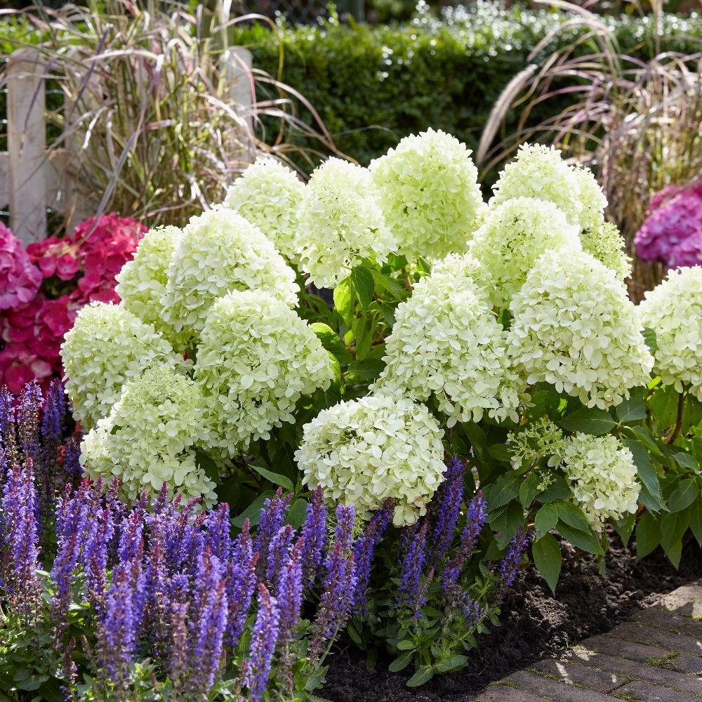 <i>Hydrangea paniculata</i> <b class=small-caps>Little Spooky</b> ('GRHP08') (PBR)
