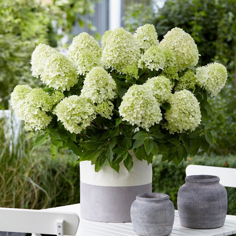<i>Hydrangea paniculata</i> <b class=small-caps>Little Spooky</b> ('GRHP08') (PBR)
