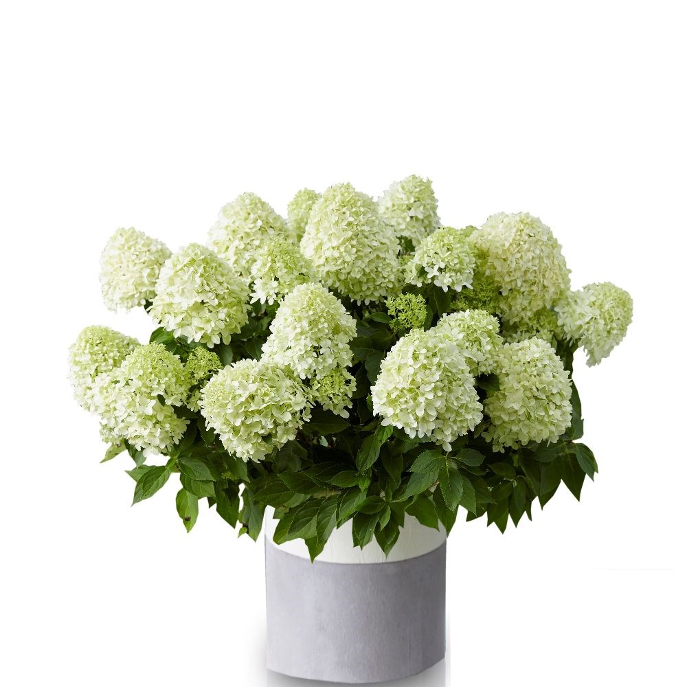 <i>Hydrangea paniculata</i> <b class=small-caps>Little Spooky</b> ('GRHP08') (PBR)