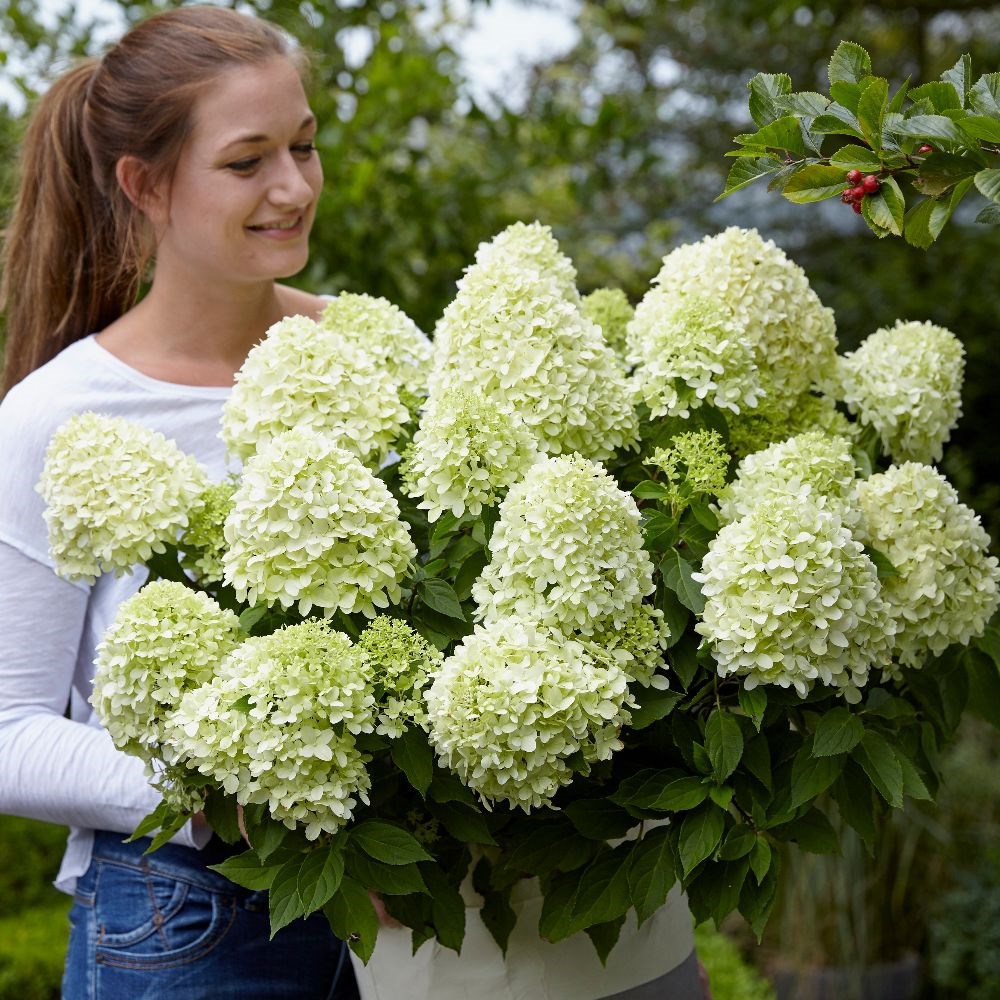 <i>Hydrangea paniculata</i> <b class=small-caps>Little Spooky</b> ('GRHP08') (PBR)