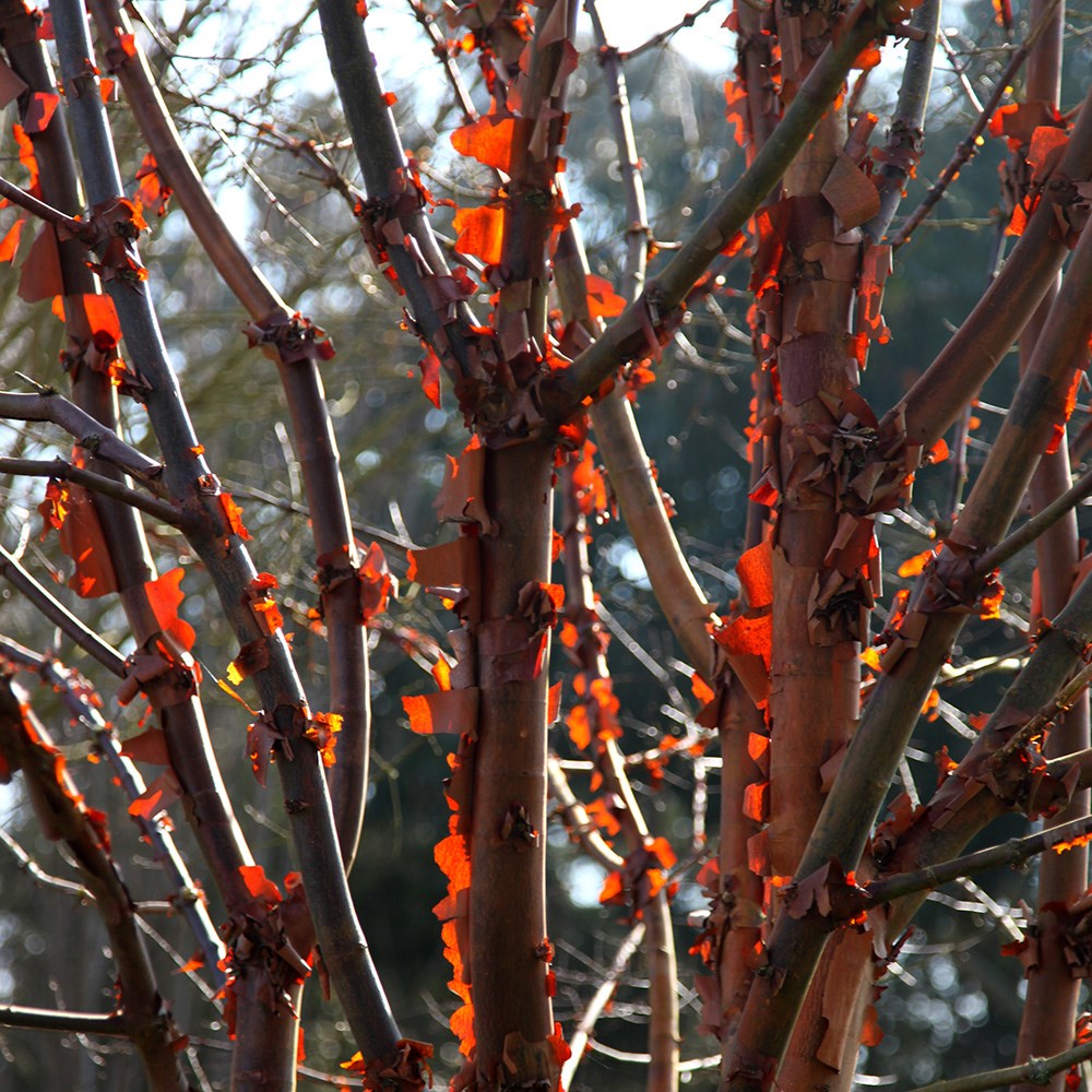 <i>Acer griseum</i> 