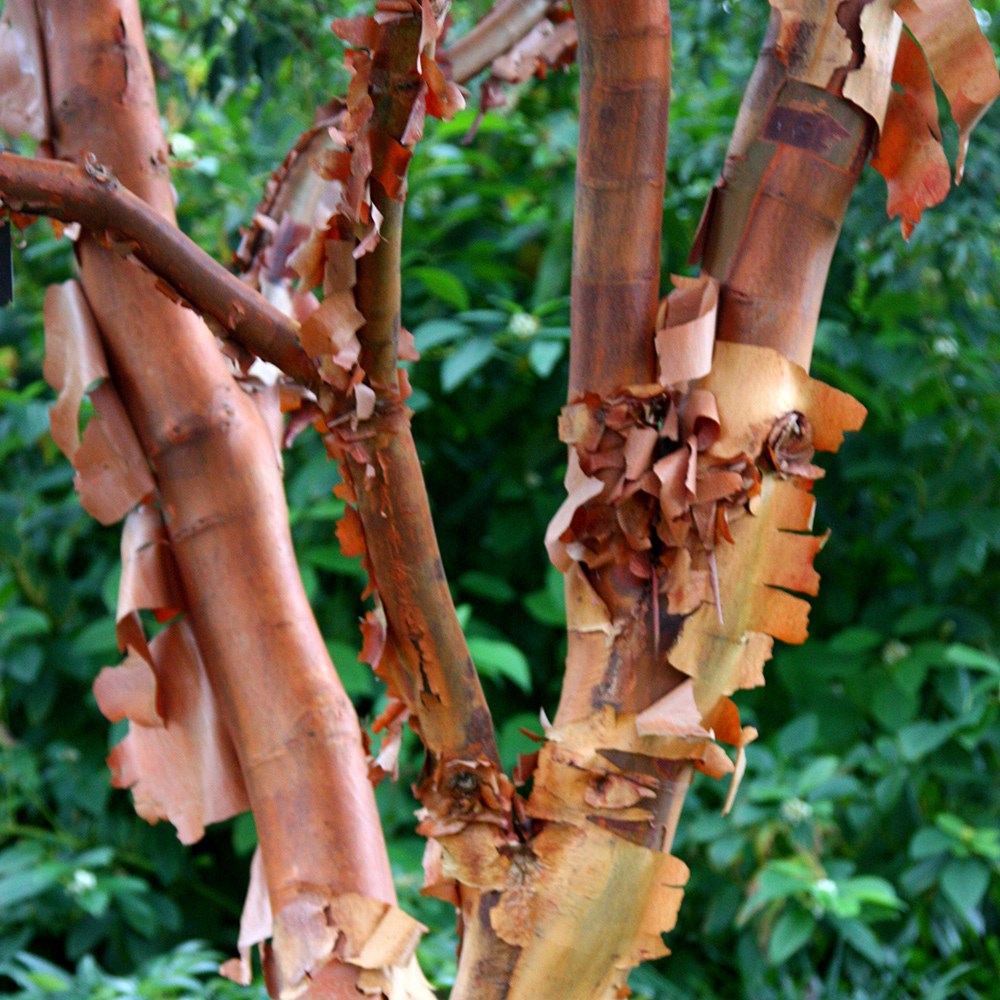 <i>Acer griseum</i> 