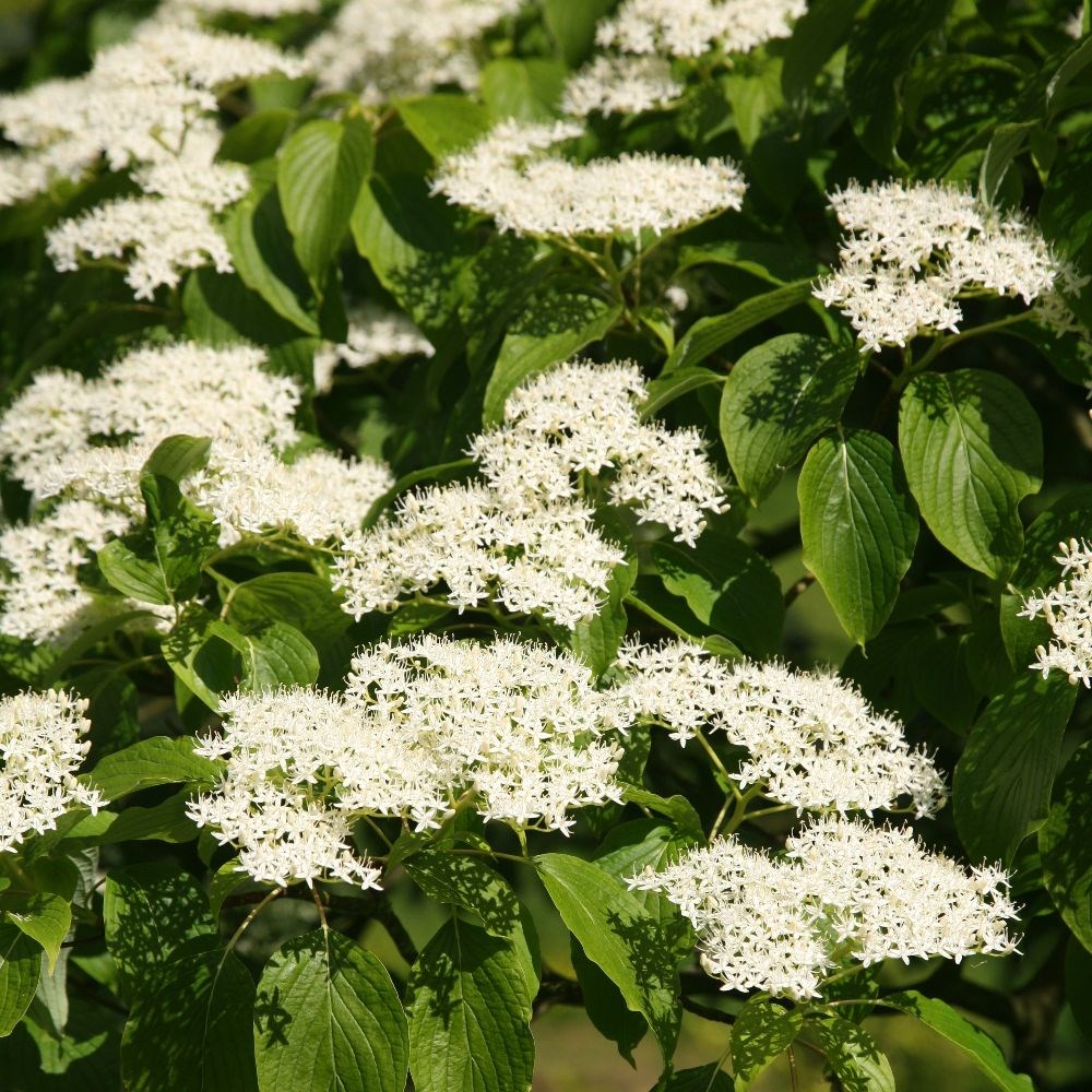 <i>Cornus controversa</i> 