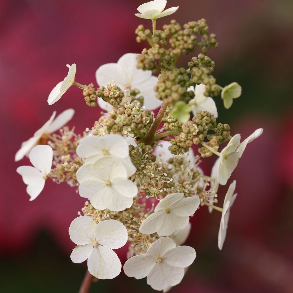 <i>Hydrangea quercifolia</i> 