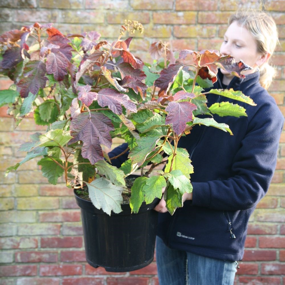 <i>Hydrangea quercifolia</i> 