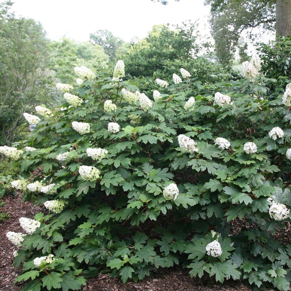 <i>Hydrangea quercifolia</i> 