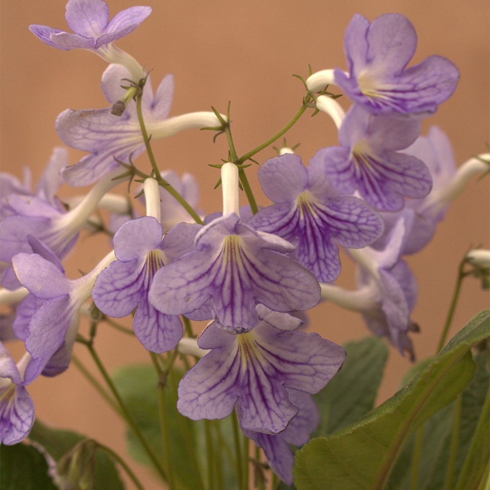 <i>Streptocarpus</i> 'Bethan' & ceramic pot cover