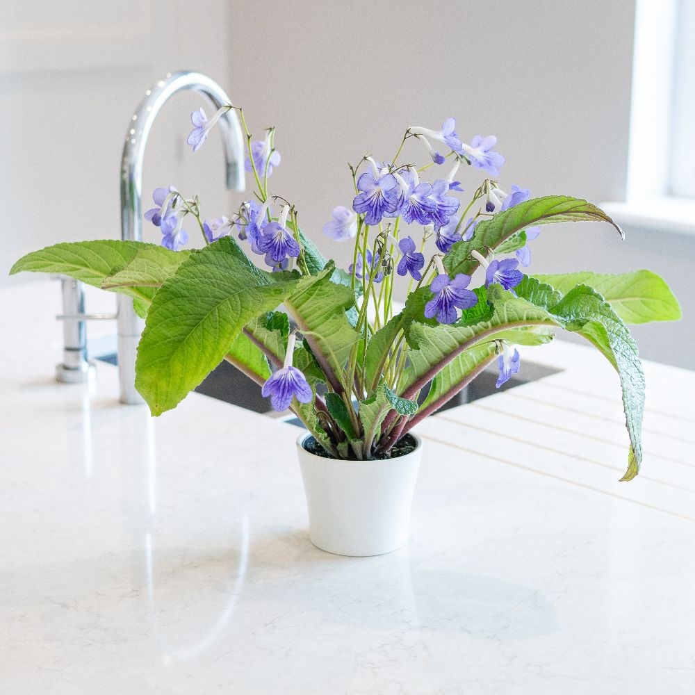 <i>Streptocarpus</i> 'Bethan' & ceramic pot cover