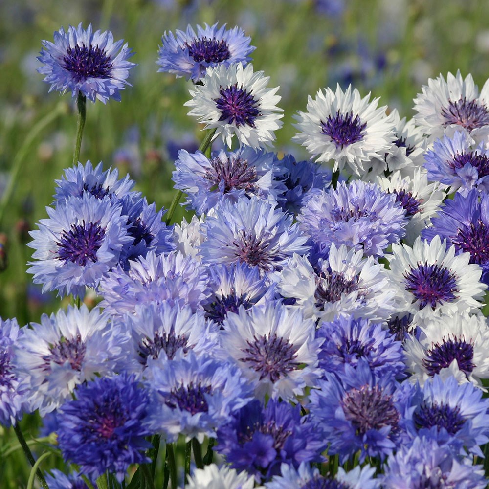 <i>Centaurea cyanus</i> 'Classic Fantastic'