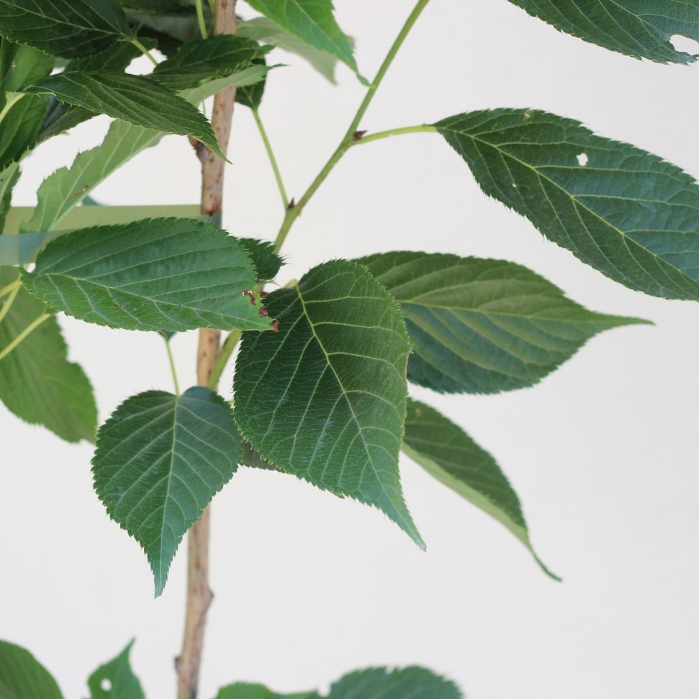 <i>Prunus</i> 'Amanogawa'