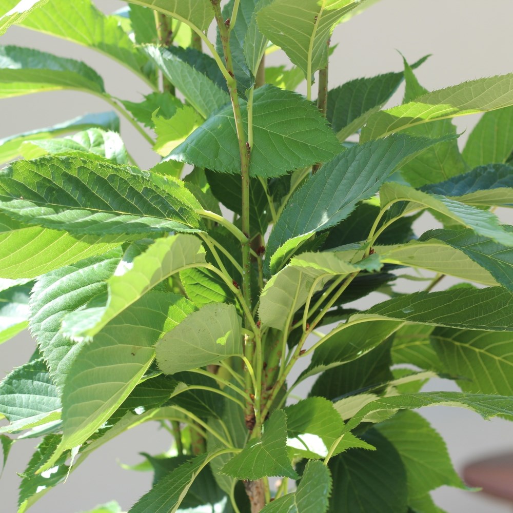 <i>Prunus</i> 'Amanogawa'