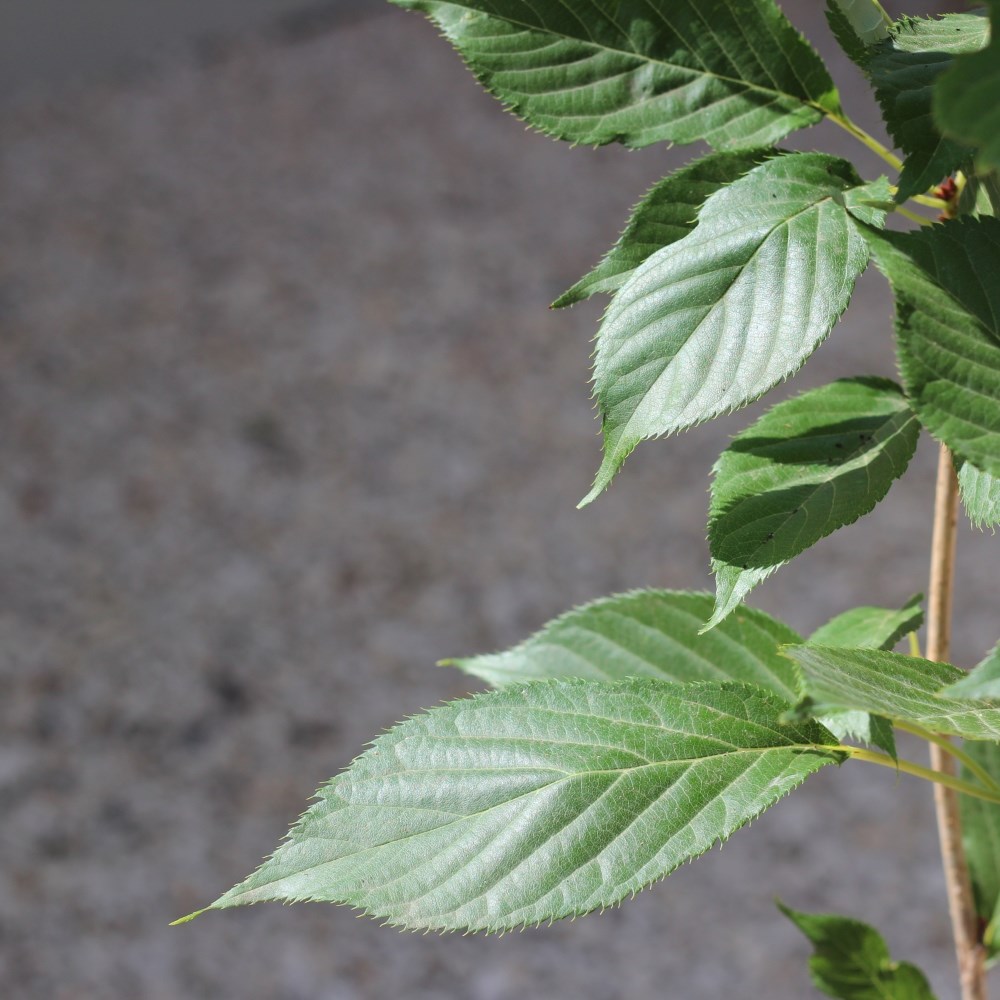 <i>Prunus</i> 'Amanogawa'