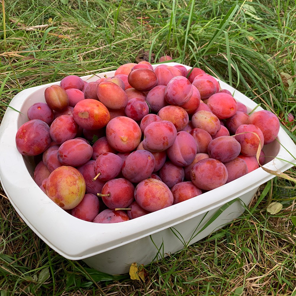plum 'Victoria'