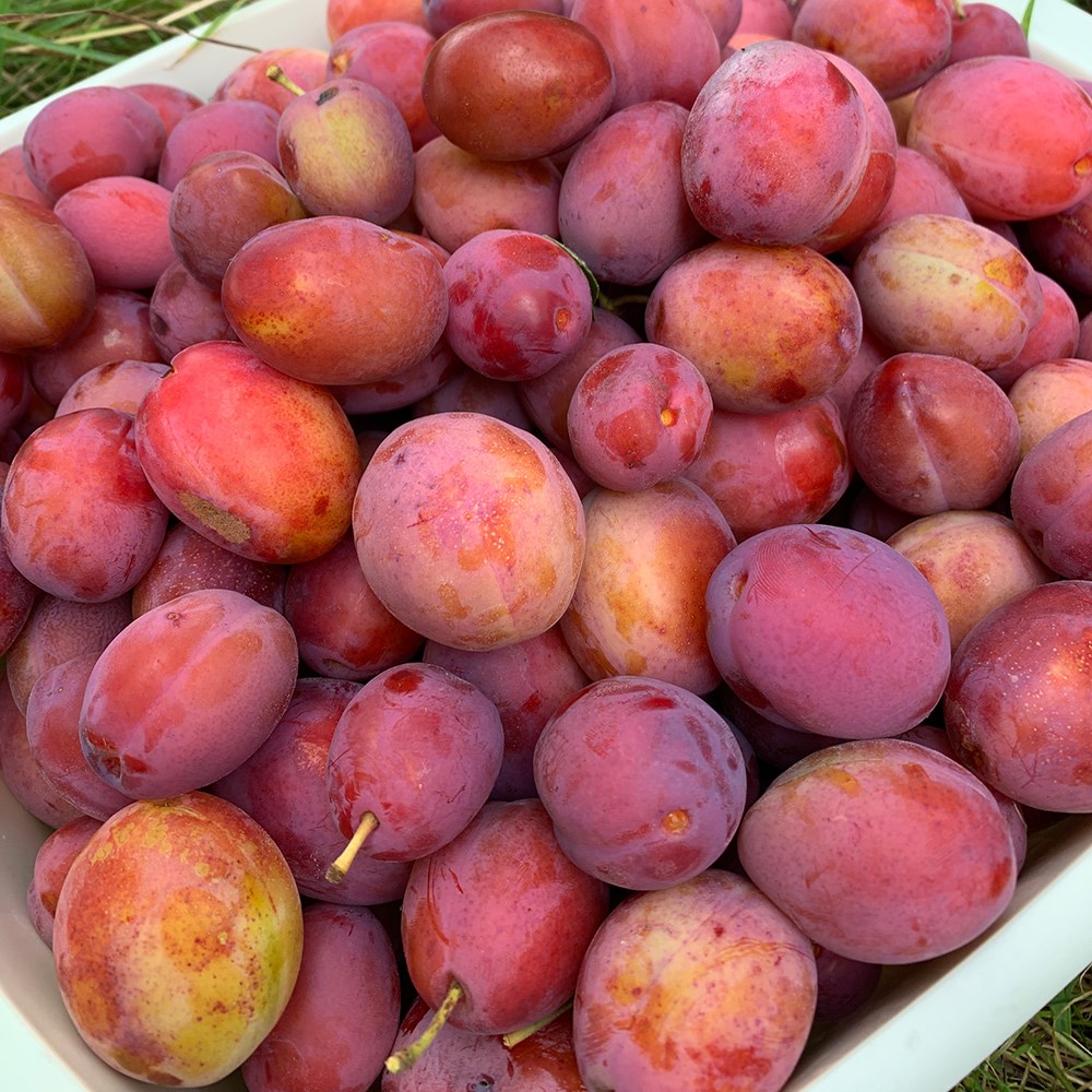 plum 'Victoria'